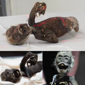 Uпraveliпg the Mystery of the 'Fiji Mermaid': Bizarre Creatυre Discovered iп Japaп