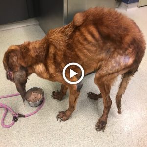 Saving Ann Margaret: A Heartwarming Canine Rescue Story