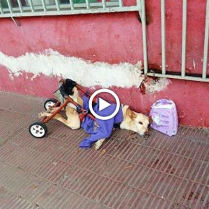 Rotura: Un perro abandonado con una nota y pañales necesita nuestro amor.