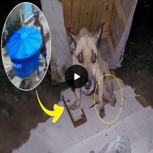 The owner put him in the trash angrily, ignoring the dog's desperate pleas (video)