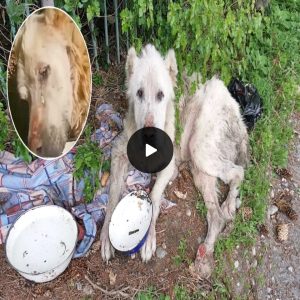 Kept Outside in Hunger and Cold His Entire Life, the Old Dog Cried Upon Receiving His First Real Meal (video)