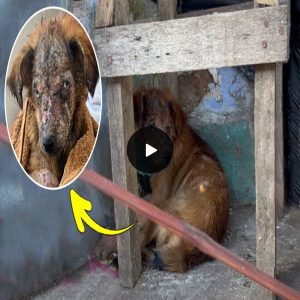 Abandoned due her look, the ugly puppy is always chased away and ridiculed while silently suffer (video)