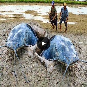 Angler's Astonishing Catch: Monster Emerges From Dry Ground (VIDEO)