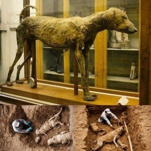 BREAKING NEWS: Unearthed: 3,500-Year-Old Mummy of Pharaoh Amenhotep’s Revered Canine Companion.