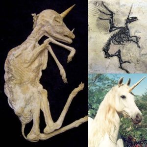 HOT: Archaeologists accidentally discover rare 'ancient unicorn fossil' in Scotland