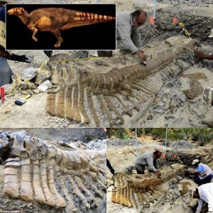 HOT: Unveiling the Mystery: Archaeologists Intrigued by the Puzzling Discovery of a 72-Million-Year-Old Dinosaur Tail in the Mexican Desert.